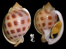 日本鬘螺 Phalium bisulcatum japonica 2
