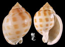 日本鬘螺 Phalium bisulcatum japonica 3
