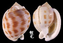 日本鬘螺 Phalium bisulcatum japonica 5