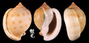 日本鬘螺 Phalium bisulcatum japonica 6
