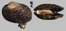 紅鬍魁蛤 Barbatia bicolorata 1