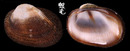 紅鬍魁蛤 Barbatia bicolorata 2