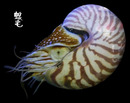 鸚鵡螺 Nautilus pompilius 1