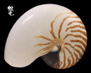 鸚鵡螺 Nautilus pompilius 2