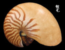 鸚鵡螺 Nautilus pompilius 3