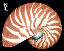 鸚鵡螺 Nautilus pompilius 4