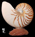 鸚鵡螺 Nautilus pompilius 8