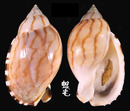 Vibex小鬘螺亞種 Casmaria erinaceus vibex 2