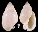 Vibex小鬘螺亞種 Casmaria erinaceus vibex 3