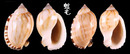 Vibex小鬘螺亞種 Casmaria erinaceus vibex 4