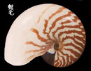 深臍鸚鵡螺 Nautilus macromphalus 1
