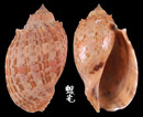 西非楊桃螺 Harpa doris 1