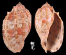 西非楊桃螺 Harpa doris 2