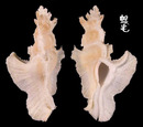 大犁芭蕉螺 Pterynotus elongatus 2