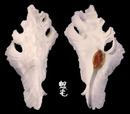 大犁芭蕉螺 Pterynotus elongatus 3