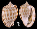 布紋鬘螺 Phalium decussatum 1