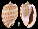 布紋鬘螺 Phalium decussatum 2
