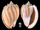 布紋鬘螺 Phalium decussatum 4