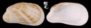無光船蛤 Trapezium sublaevigatum 2