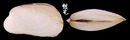 無光船蛤 Trapezium sublaevigatum 3