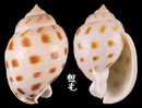 斑帶鬘螺 Phalium bisulcatum 4