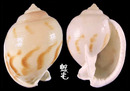 斑帶鬘螺 Phalium bisulcatum 5