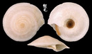 扁車輪螺 Discotectonica acutissima 2