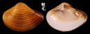 厚蛤 Bathytormus foveolatus 2