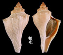 角香螺 Hemifusus crassicaudus 1