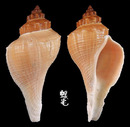 角香螺 Hemifusus crassicaudus 2