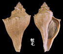 角香螺 Hemifusus crassicaudus 3