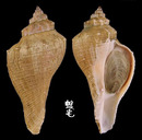 角香螺 Hemifusus crassicaudus 4