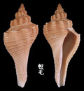 角香螺 Hemifusus crassicaudus 5