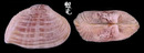 Taitensis抱蛤 Corbula taitensis 2