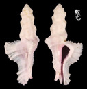 小犁芭蕉螺 Pterynotus bipinnatus 1
