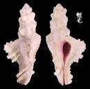 小犁芭蕉螺 Pterynotus bipinnatus 2