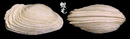 百合簾蛤 Irus mitis 2