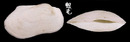 青鬍魁蛤 Barbatia virescens 3