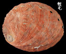 紅鮑螺 Haliotis rufescens 1