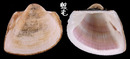 圓魁蛤 Cucullaea labiata 5