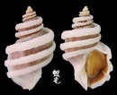 龍骨岩螺 Trochia cingulata 1