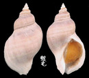 龍骨岩螺 Trochia cingulata 2