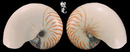 深臍鸚鵡螺 Nautilus macromphalus 2