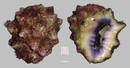 紫口岩螺 Drupa morum 1