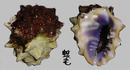 紫口岩螺 Drupa morum 3