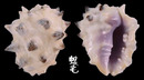 紫口岩螺 Drupa morum 4