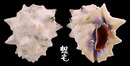紫口岩螺 Drupa morum 5