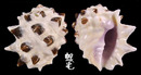 紫口岩螺 Drupa morum 6