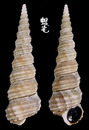 鑽頭錐螄螺 Eglisia tricarinata  1