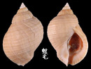 狗岩螺 Nucella lapillus 1